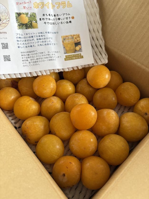 旬祭限定】＊送料割引＊ホワイトプラム2kg（梱包込） ｜ 果物/すもも