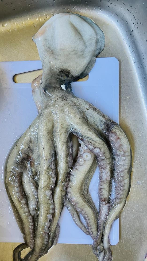 タコ壺漁で捕っている瀬戸内海産マダコ2.4キロ ｜ 魚介類/タコ 産直