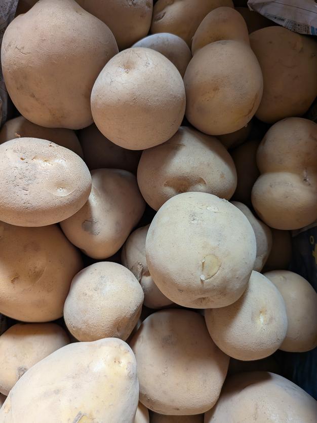 訳あり】茨城県産 じゃがいも(とうや)箱込み9kg+おまけ1kg ｜ 野菜