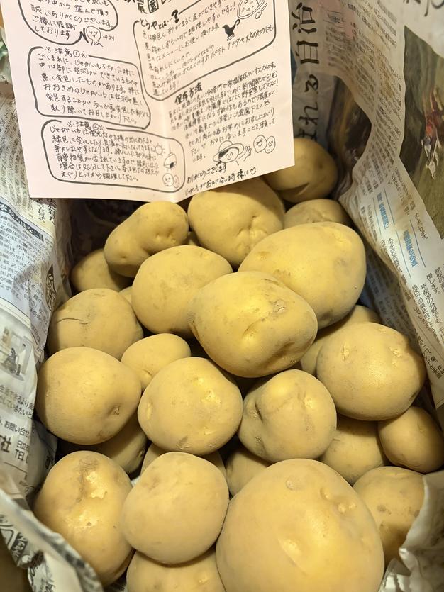 茨城県行方市特産 さつまいも(べにはるか) 『訳あり・サイズミックス