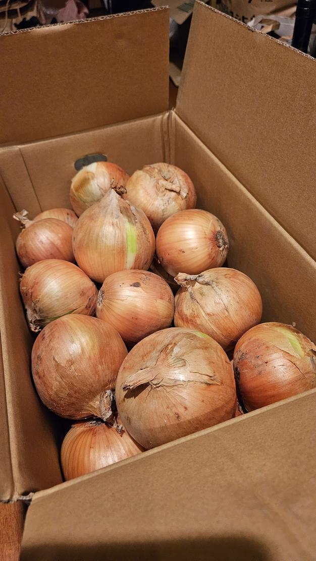 訳あり大特価】玉ねぎ（慶）10kg 傷有り・分球有・レモン型 ｜ 野菜