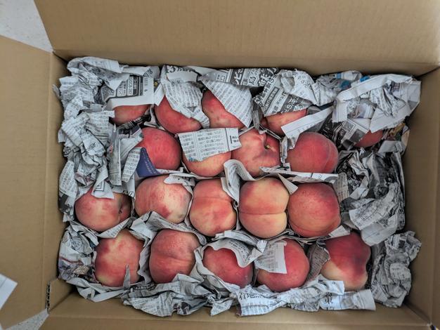 加工用 桃 あかつき 約5kg ｜ 果物/もも 産直アウル 農家・漁師など