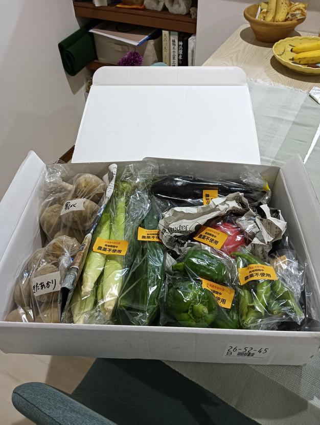 送料無料】北海道より直送天然ウド1kg ｜ 野菜/山菜 産直アウル 農家