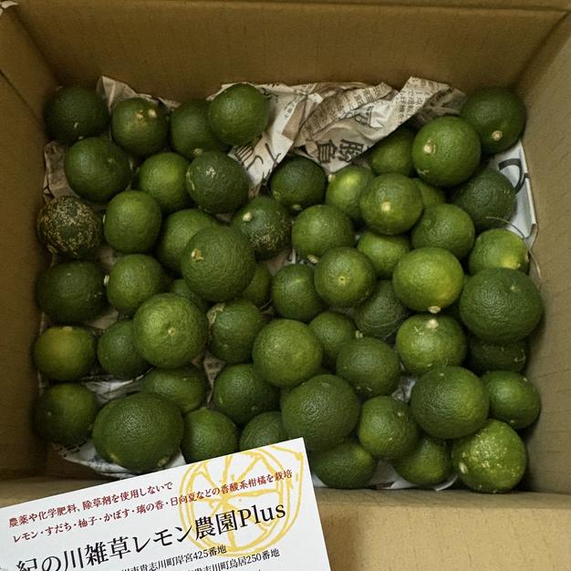 自然栽培】ゆず（多田錦）2kg箱詰-農薬不使用・無肥料・無除草剤