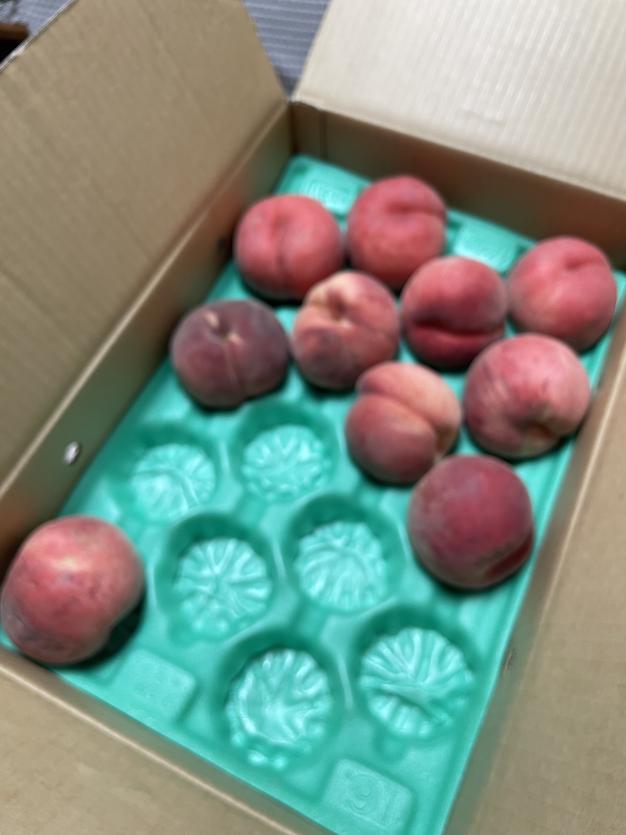 硬桃】「おどろき」家庭用5kg ｜ 果物/もも 産直アウル 農家・漁師など