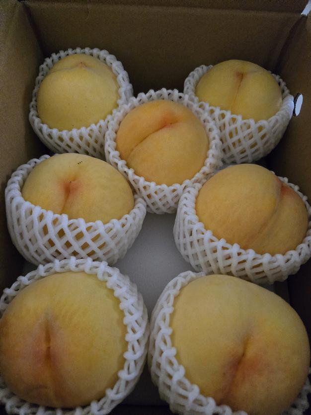 山梨のプラム大石早生約1.2kg ｜ 果物/すもも・プラム 産直アウル 農家