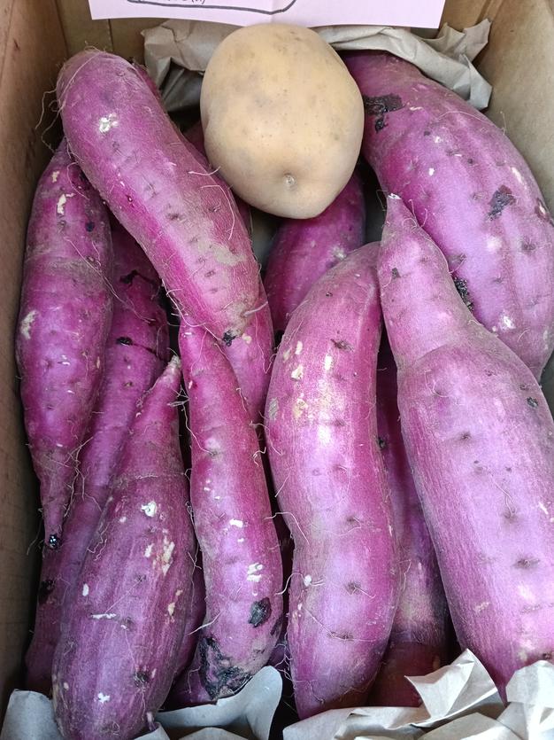 訳あり】茨城県産 じゃがいも(とうや)箱込み9kg+おまけ1kg ｜ 野菜