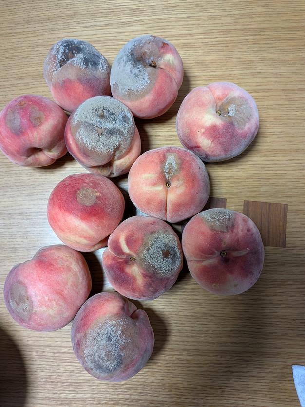 ◉2箱 【硬桃】「おどろき」家庭用5kg ｜ 果物/もも 産直アウル 農家