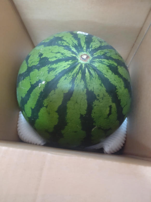 食品 秋田夏丸 3L2個（合計16kg以上18kg未満）