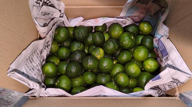 沖縄グァバ ｜ 果物/その他果物 産直アウル 農家・漁師など生産者から