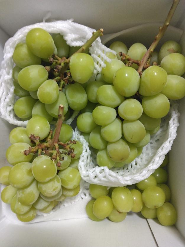 お盆限定】藤稔4房セット 2kg〜2.4kg ｜ 果物/ぶどう 産直アウル 農家
