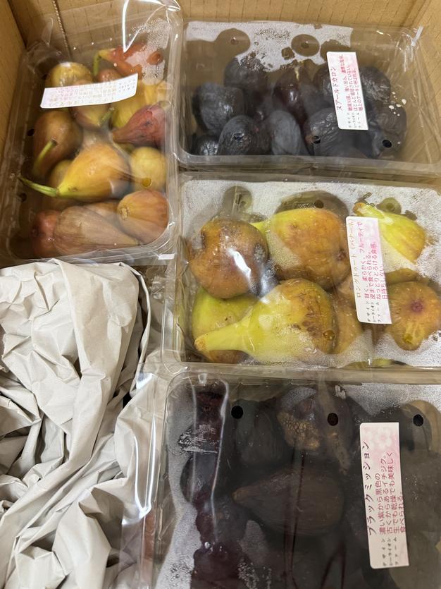 期間限定】希少な国産アーティチョーク（5～7個、約1〜1.2kg
