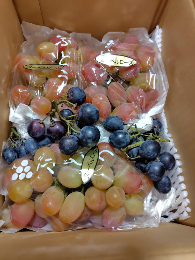ゴールドフィンガー900g2から3房 ｜ 果物/ぶどう 産直アウル 農家