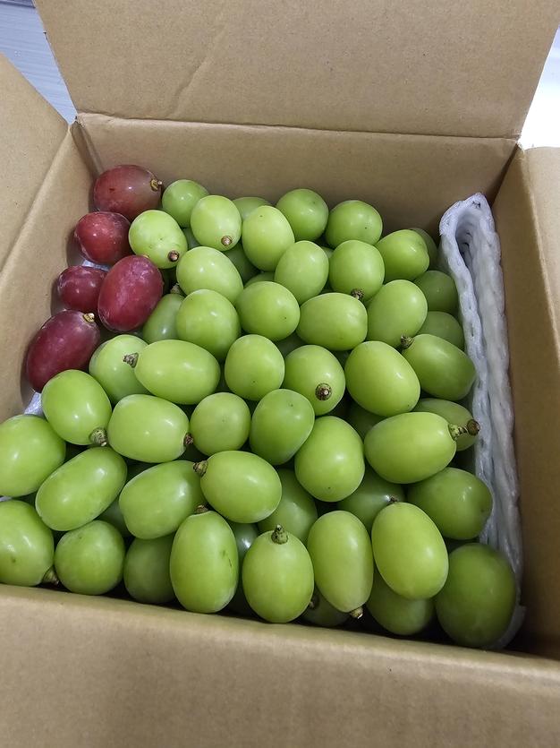 家庭用/限定販売】2kg 粒シャインマスカット／本気農場いけだ ｜ 果物