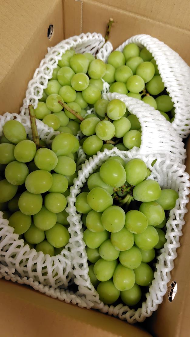 藤稔3房セット 1.3kg〜1.8kg ｜ 果物/ぶどう 産直アウル 農家・漁師