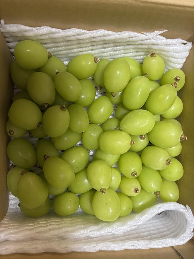 粒のクイーンニーナ＆シャインマスカット 1.5kg（家庭用） ／本気農場