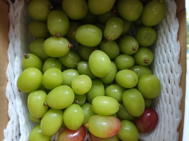 家庭用/限定販売】2kg 粒シャインマスカット／本気農場いけだ ｜ 果物