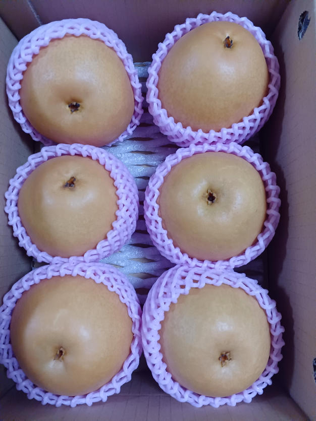 最終販売！秋麗 5kg箱(5〜14個入り) ｜ 果物/梨 産直アウル 農家・漁師