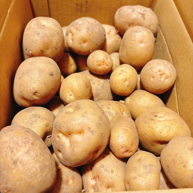 北海道産　キタアカリＢ品L.2Lサイズ　６０キロ やさかえファームの【キタアカリ】(サイズばら S〜2Lサイズ)9.5kg