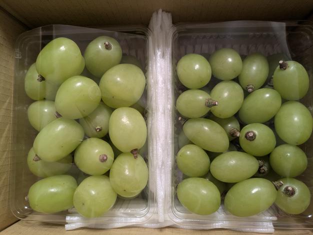 ★moc様　山梨県産　20kg　新鮮　中熟～完熟　白加賀梅 山形県産青梅♡白加賀梅♡1.2キロお試しサイズ♡ ｜ 果物/青梅 産直