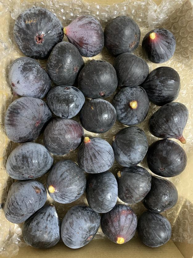 山梨のプラム大石早生約1.2kg ｜ 果物/すもも・プラム 産直アウル 農家