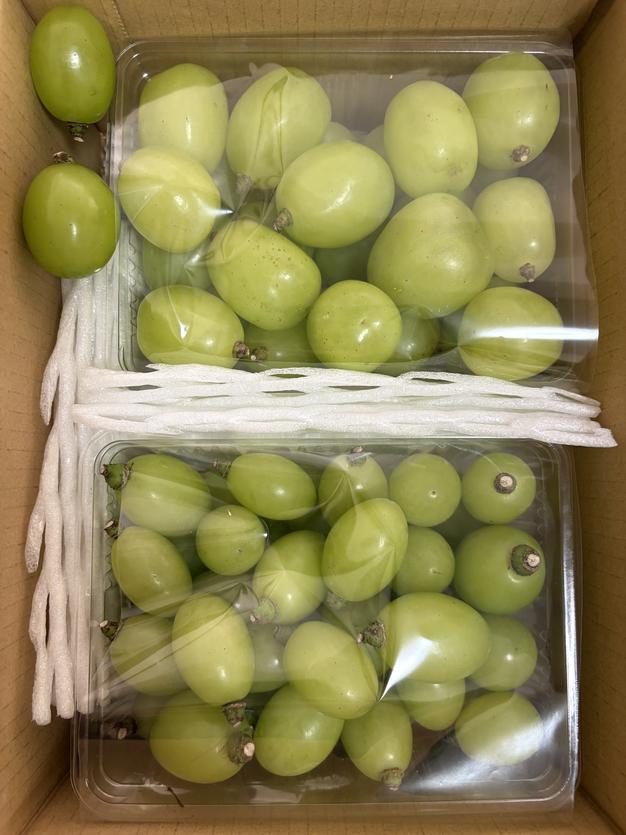 訳アリ送料込【つぶつぶ雄宝1kg】次世代シャインマスカット 特別栽培