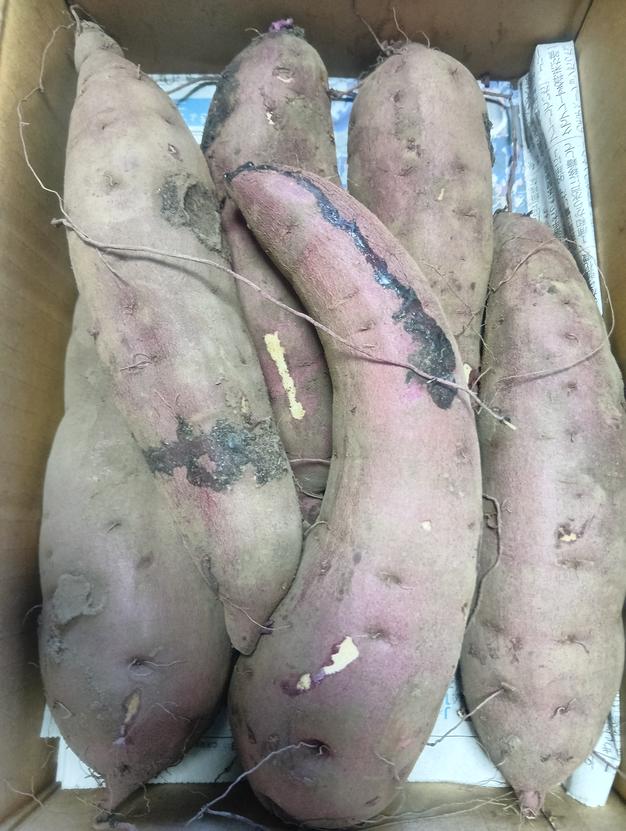 茨城県産 新さつまいも 紅はるか （土付き）2kg（箱込み）【期間限定