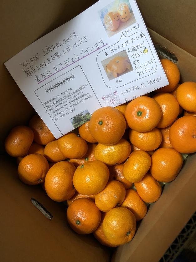 有田みかん🍊木成り甘熟 高糖度 5kg（箱込） ｜ 果物/温州みかん 産直
