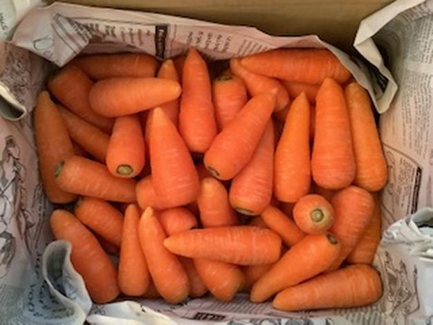 ミニミニ完熟にんじん【1.5kg】 《大きさ不揃い》 ｜ 野菜/人参 産直