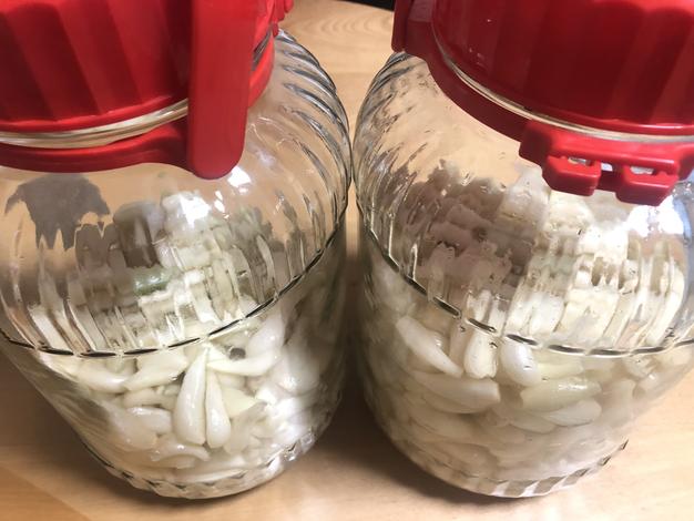 土付きらっきょう4.7kg ｜ 野菜/その他野菜 産直アウル 農家・漁師など