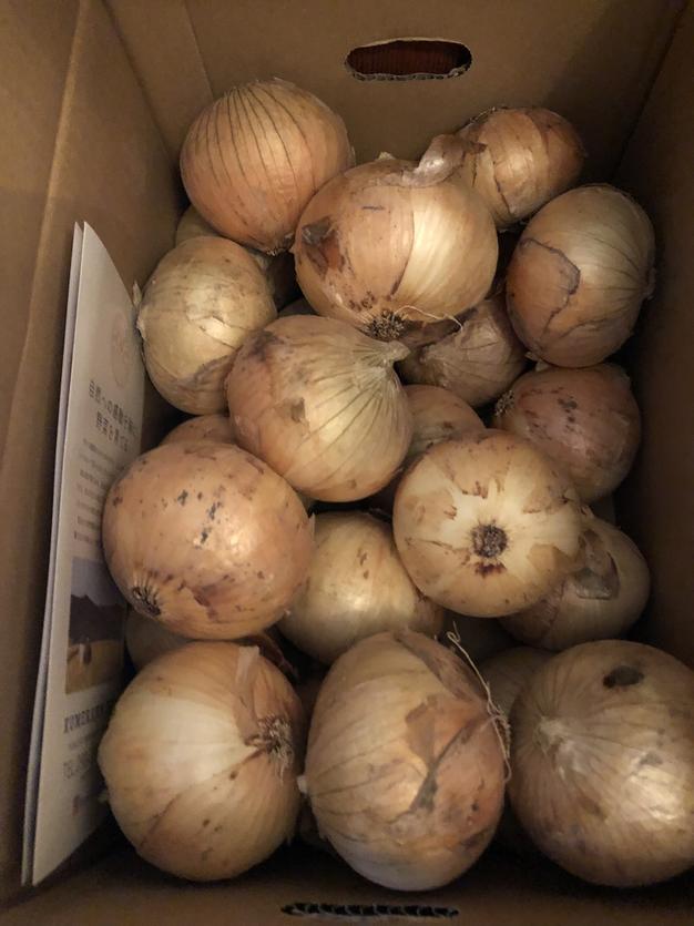 【晩生】玉ねぎ苗▼七宝甘1000本 tamanegi_nae_100.jpg