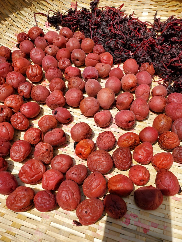 690円 完全送料無料 ご注文後に収穫 鮮度抜群 青パパイヤ 1.5kg 約2〜3玉 送料無料 無農薬栽培 新潟県産 パパイヤ 野菜パパイヤ 健康野菜 690円 完全送料無料 ご注文後に収穫 鮮度抜群 青パパイヤ 1.5kg 約2〜3玉 送料無料 無農薬栽培 新潟県産 パパイヤ 野菜パパイヤ 健康野菜