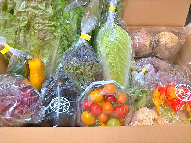 定期便］通常野菜セット10〜13品目隔週でお届け！！ | 野菜/野菜セット