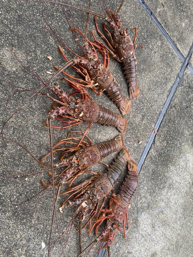 送込）本州最南端の地より　活け伊勢エビ　キズモノ約２キログラム（和歌山県産） 送込）本州最南端の地より 活け伊勢エビ キズモノ約2キログラム