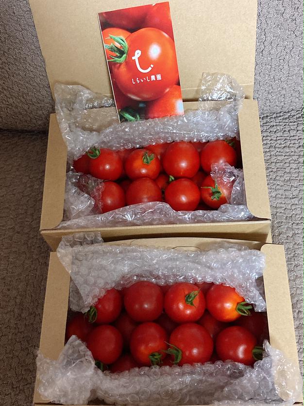 美味しいよ　フルーツ系トマト　限定3箱　02 先行予約】スーパーフルーツトマト小箱 1kg×3箱【大玉7～13玉/1