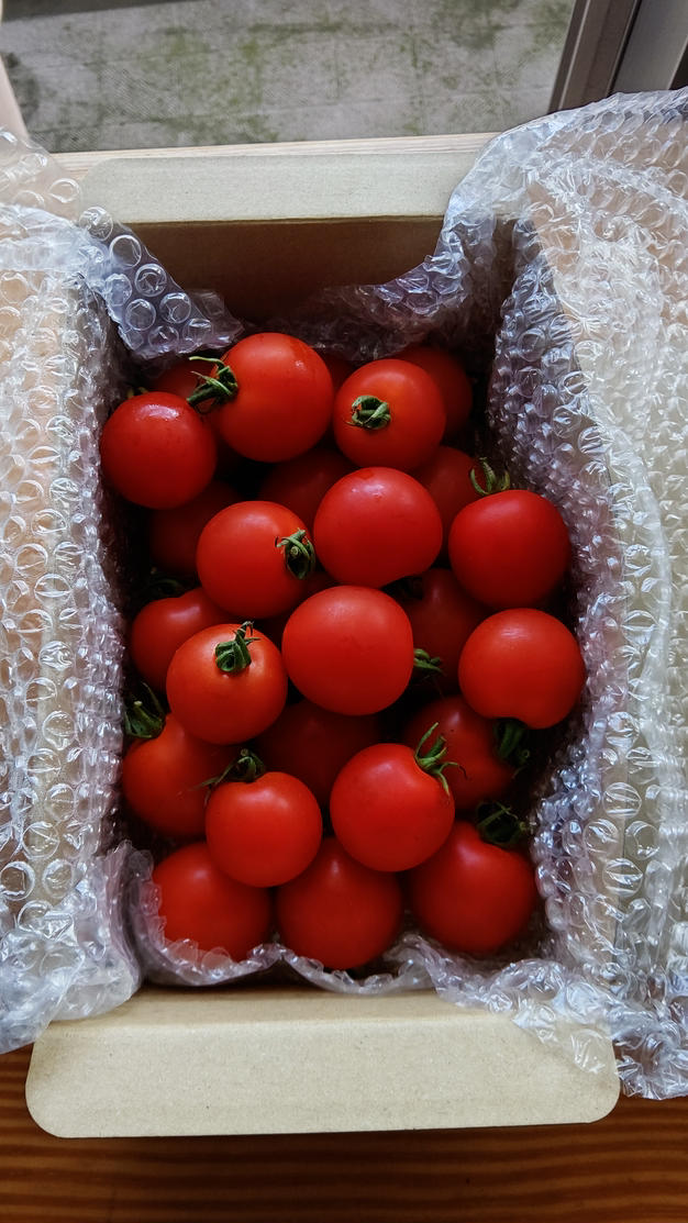 訳あり トマト 5kg(箱込)+ミディトマト 1kgセット×2+1kg 訳あり トマト 5kg(箱込)+ミディトマト 1kgセット×2+1kg