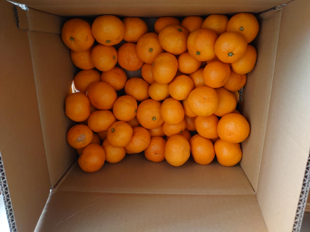 新品種】段畑プリンセス「甘平」×「まどんな」2キロ ご家庭用 | 果物