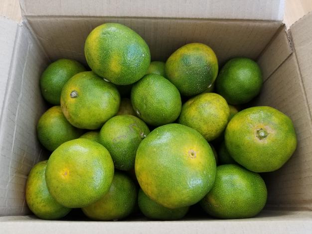 シーズン一番手！極早生（ごくわせ）みかん | 果物/温州みかん 産直