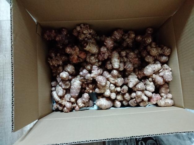 菊芋 20kg ほりたて新鮮　農薬 化学肥料不使用 菊芋 20kg ほりたて新鮮農薬 化学肥料不使用
