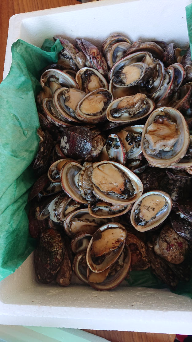 活き】活ながれこ 活とこぶし 2kg ｜ 魚介類/その他貝類 産直アウル