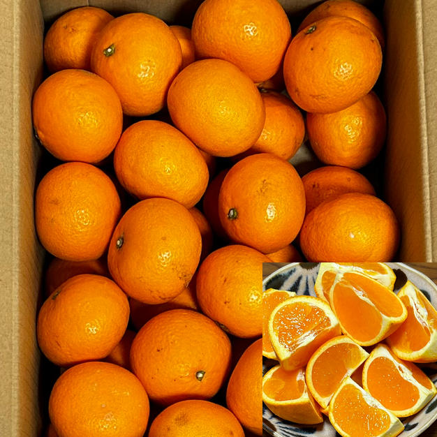 清見オレンジ家庭用小玉5kg サイズSからMサイズ混合 ｜ 果物/オレンジ