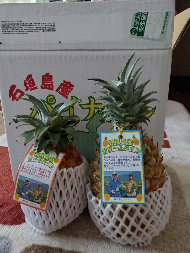 予約特価❗4月下旬～発送】《ハナナスパイナップル》ピーチパインと