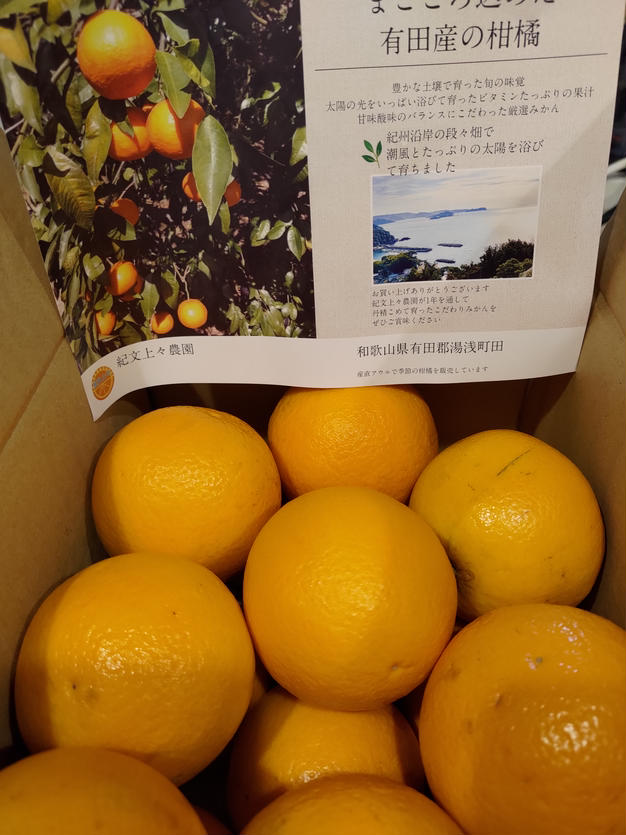 訳ありLL-L 2箱セット 4kg 国産バレンシアオレンジ/ 箱何でも良い方用 訳あり2箱セット 国産バレンシアオレンジ M-L 4kg x2箱何でも