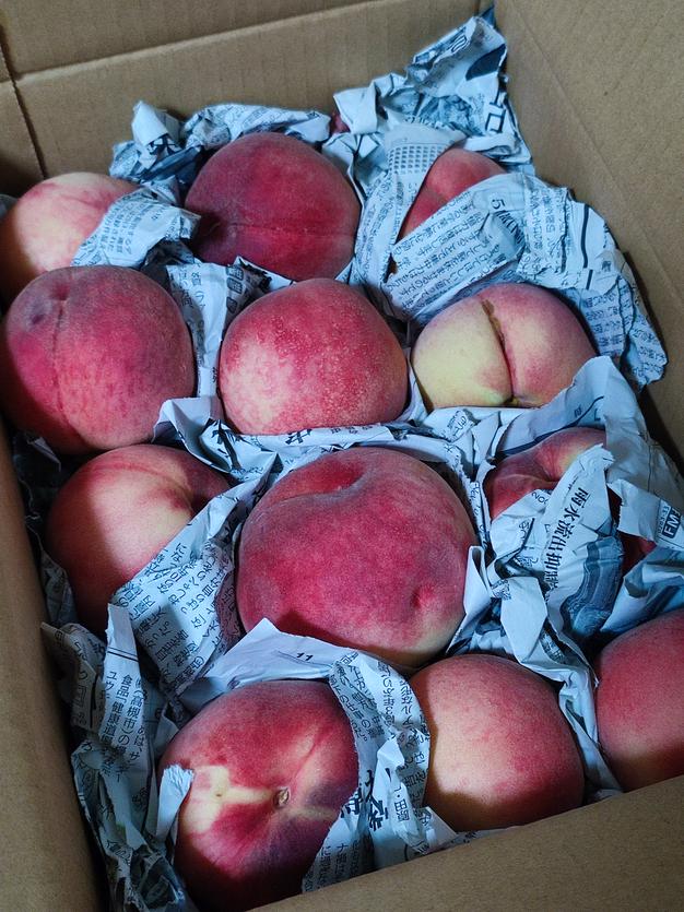 加工用 桃 あかつき 約2kg ｜ 果物/もも 産直アウル 農家・漁師など