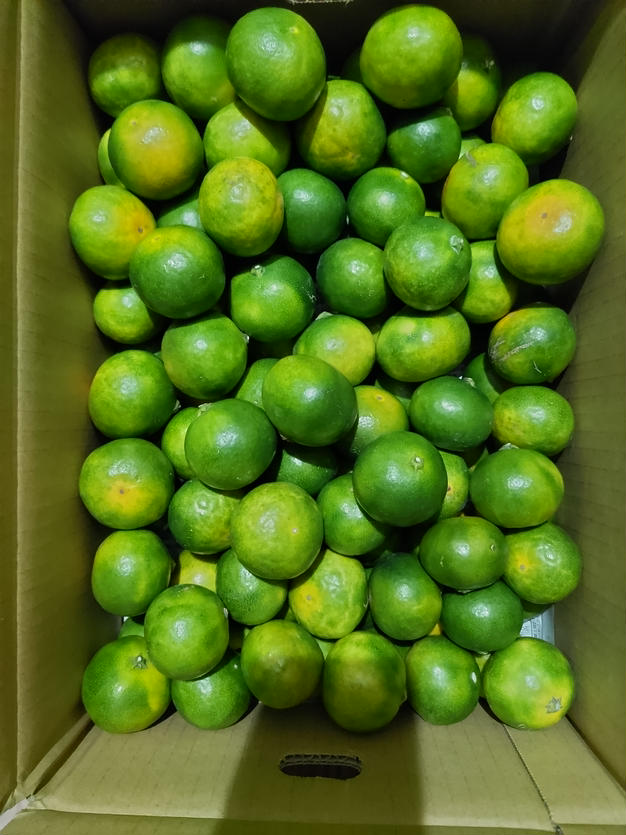 Lemonさんが にしたに園 の 【5kg】すっぱうまい！！青みかん