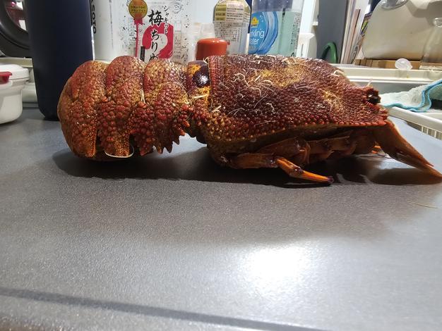 セミエビ 幻の高級エビ】セミエビ特別価格でご提供！：鹿児島県産のセミエビ