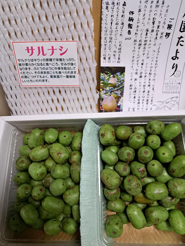 幻のポポー 約900g(11〜16個) | 果物/その他果物 産直アウル