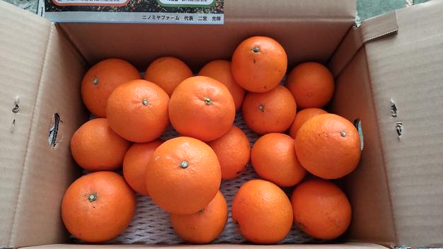 とろけるゼリー食感】「段畑まどんな」ご家庭用 4キロ×2箱 | 果物