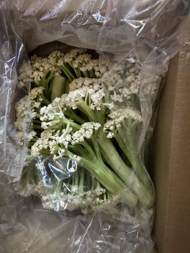 スティックセニョール・カリフローレ詰め合わせ | 野菜/野菜セット