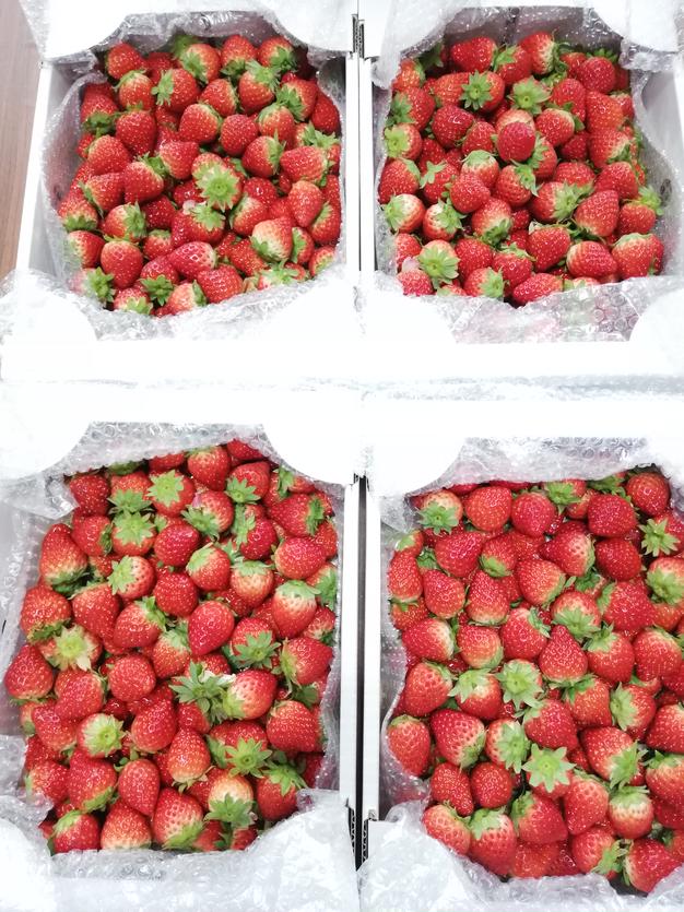 アウルの日】小粒いちご2箱(約1.7kg) | 果物/いちご 産直アウル 農家